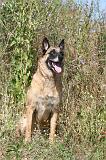 MALINOIS 295